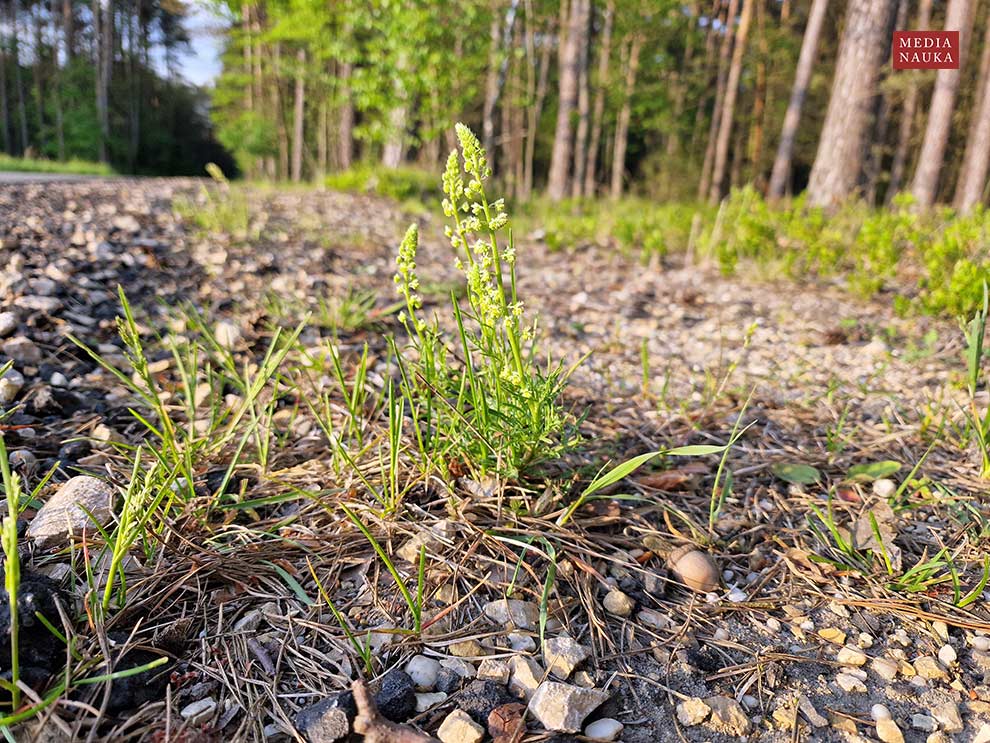 rezeda żółta (Reseda lutea)