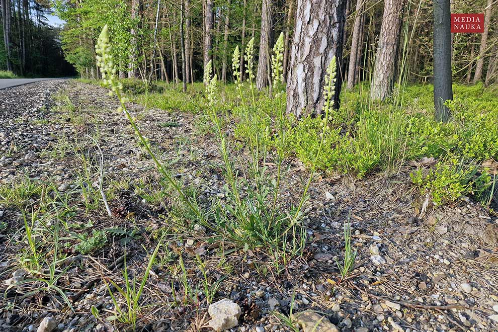 rezeda żółta (Reseda lutea)