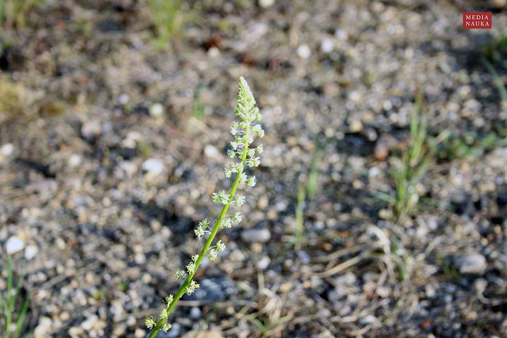 rezeda żółta (Reseda lutea)