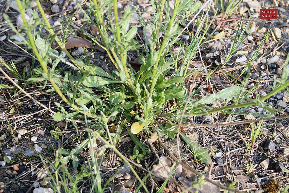 rezeda żółta (Reseda lutea)