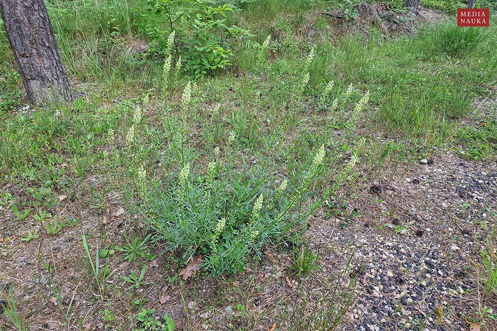 rezeda żółta (Reseda lutea)