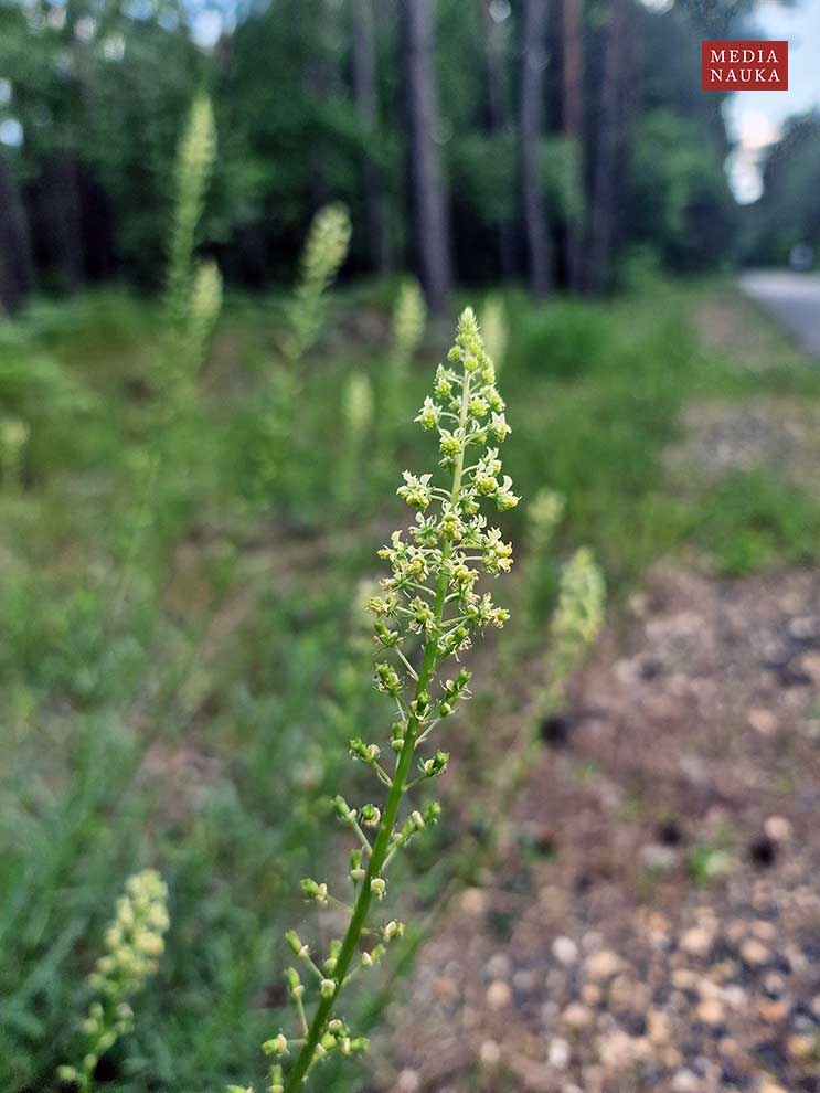 rezeda żółta (Reseda lutea)