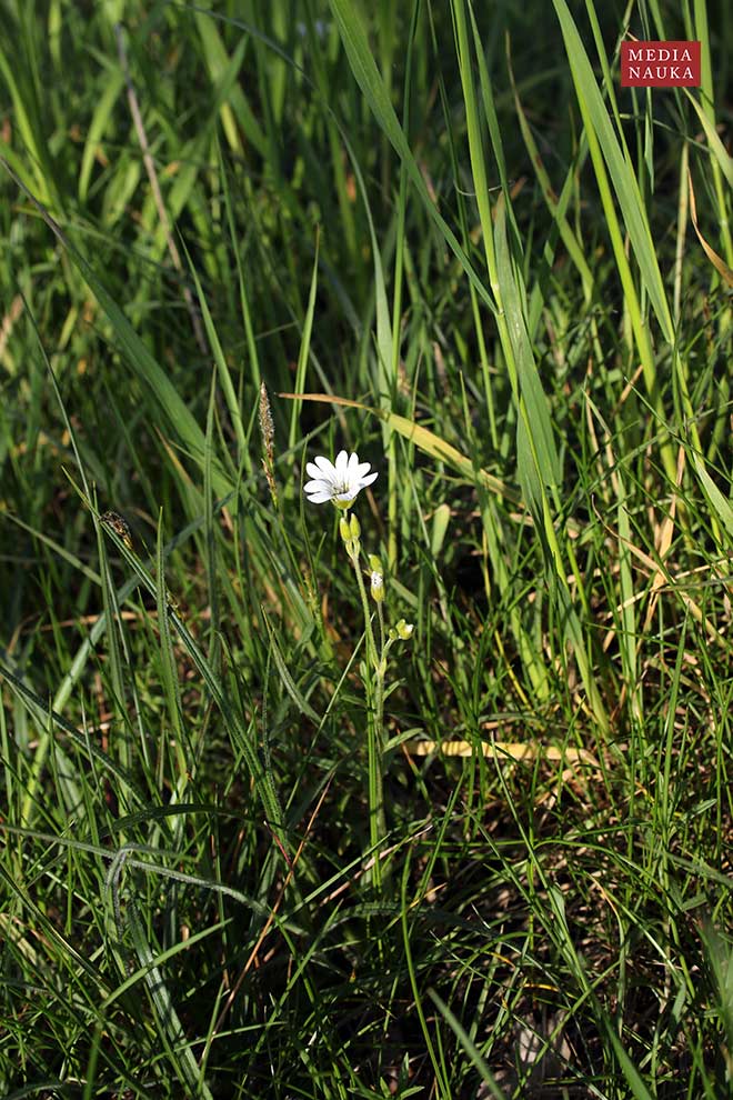 rogownica polna