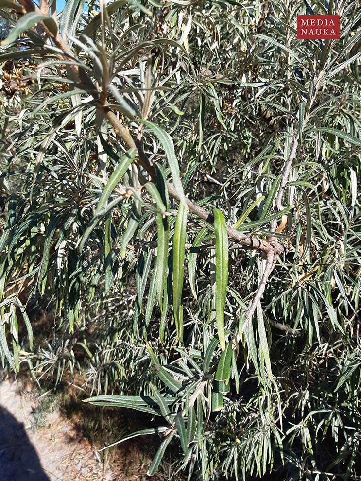 rokitnik zwyczajny (Hippophae rhamnoides)