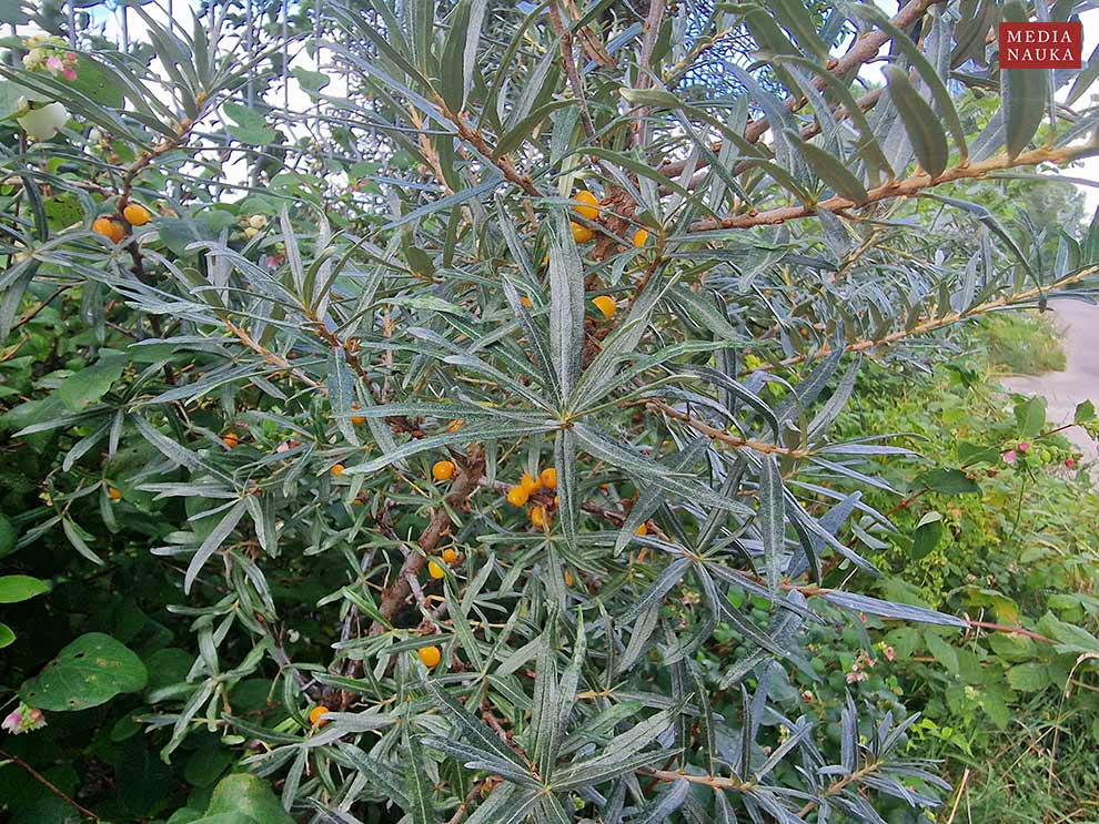 rokitnik zwyczajny (Hippophae rhamnoides)