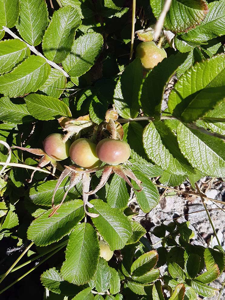 róża pomarszczona (Rosa rugosa)