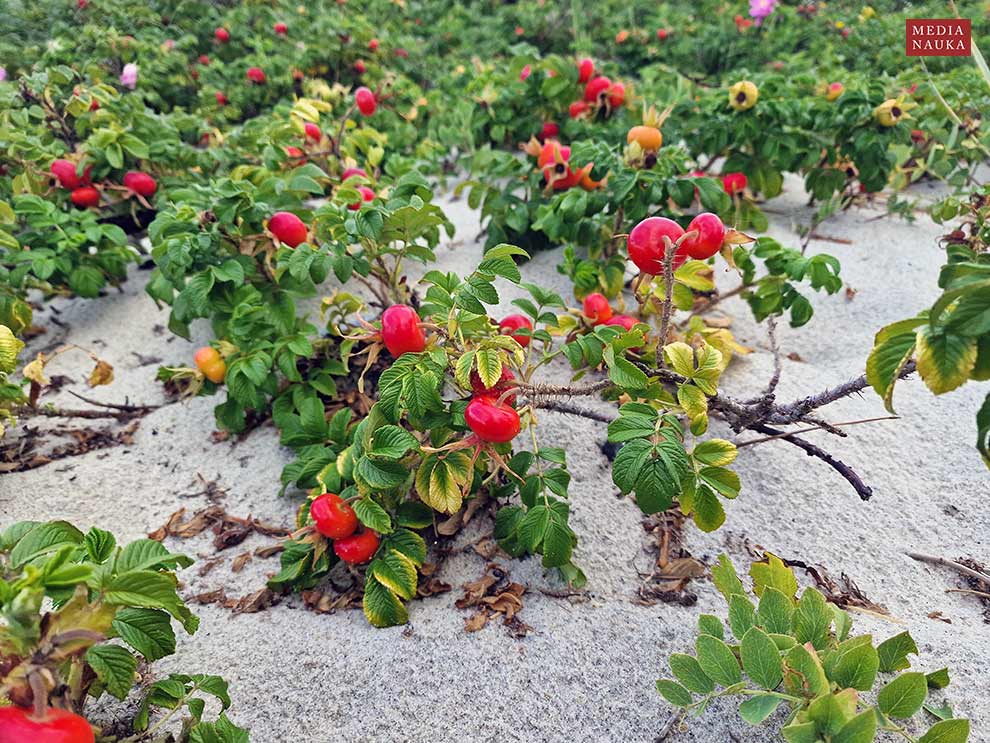 róża pomarszczona (Rosa rugosa)