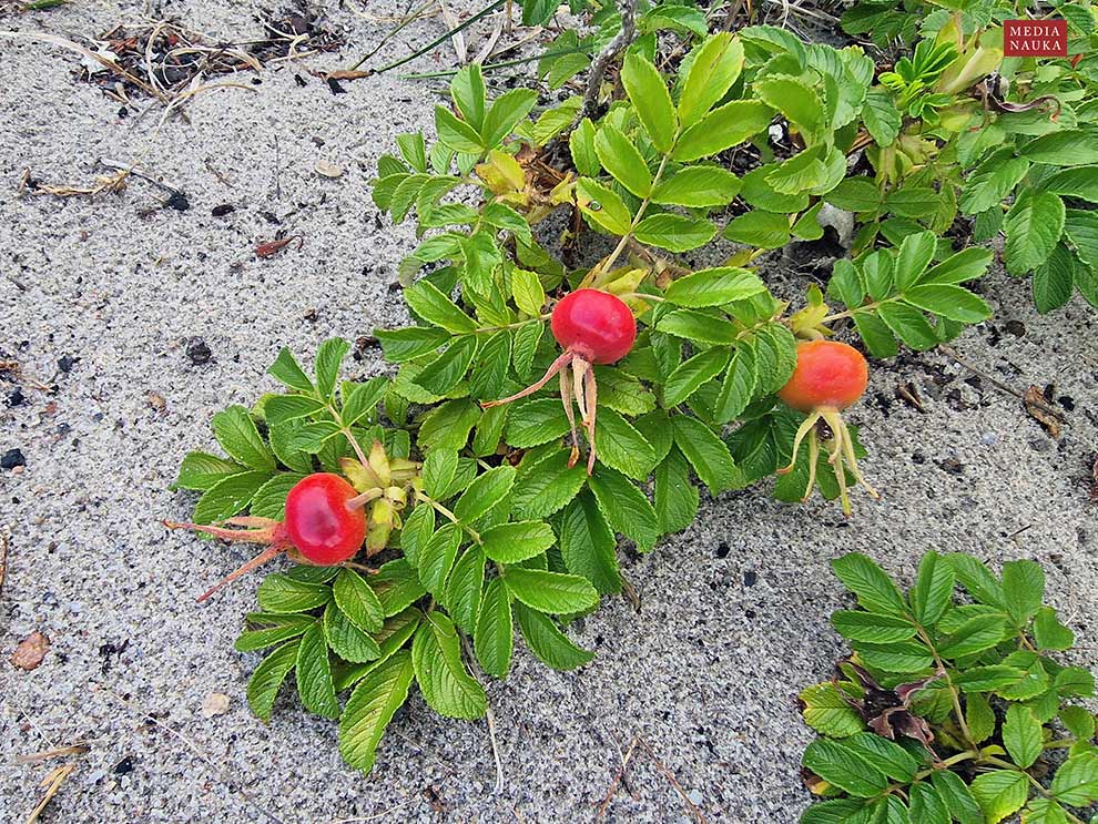 róża pomarszczona (Rosa rugosa)