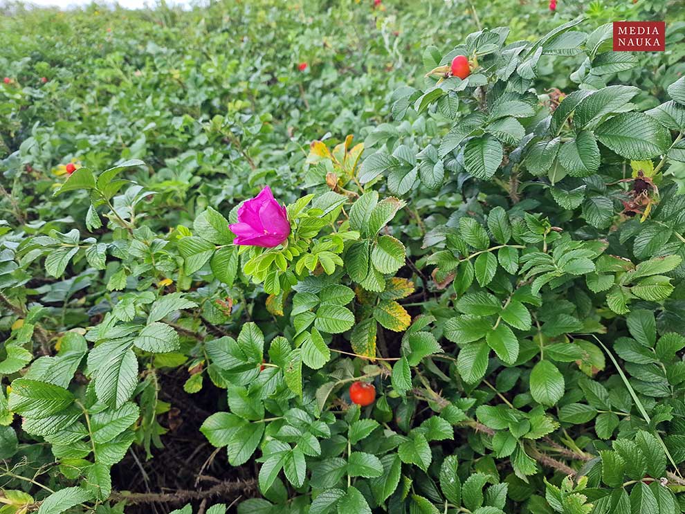 róża pomarszczona (Rosa rugosa)