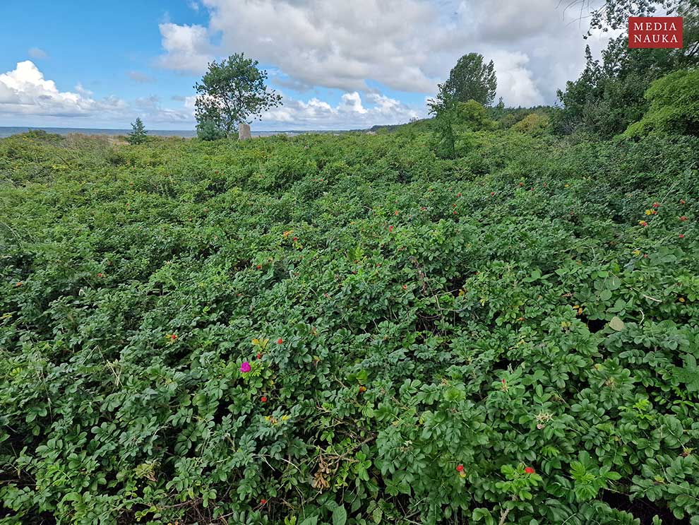 róża pomarszczona (Rosa rugosa)