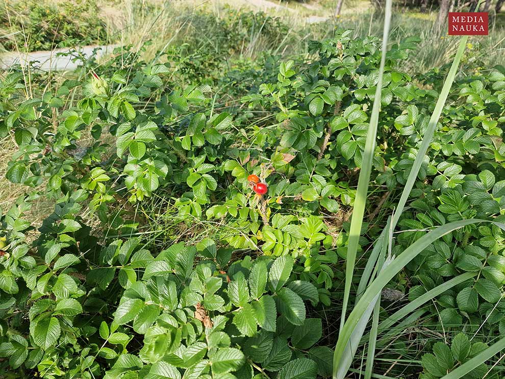 róża pomarszczona (Rosa rugosa)