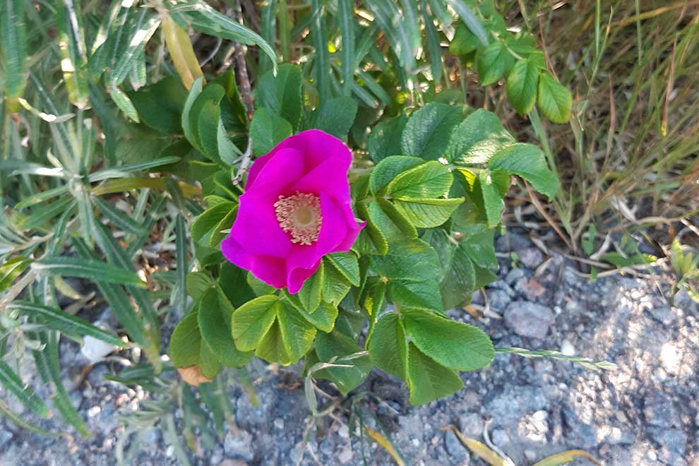 róża pomarszczona (Rosa rugosa)