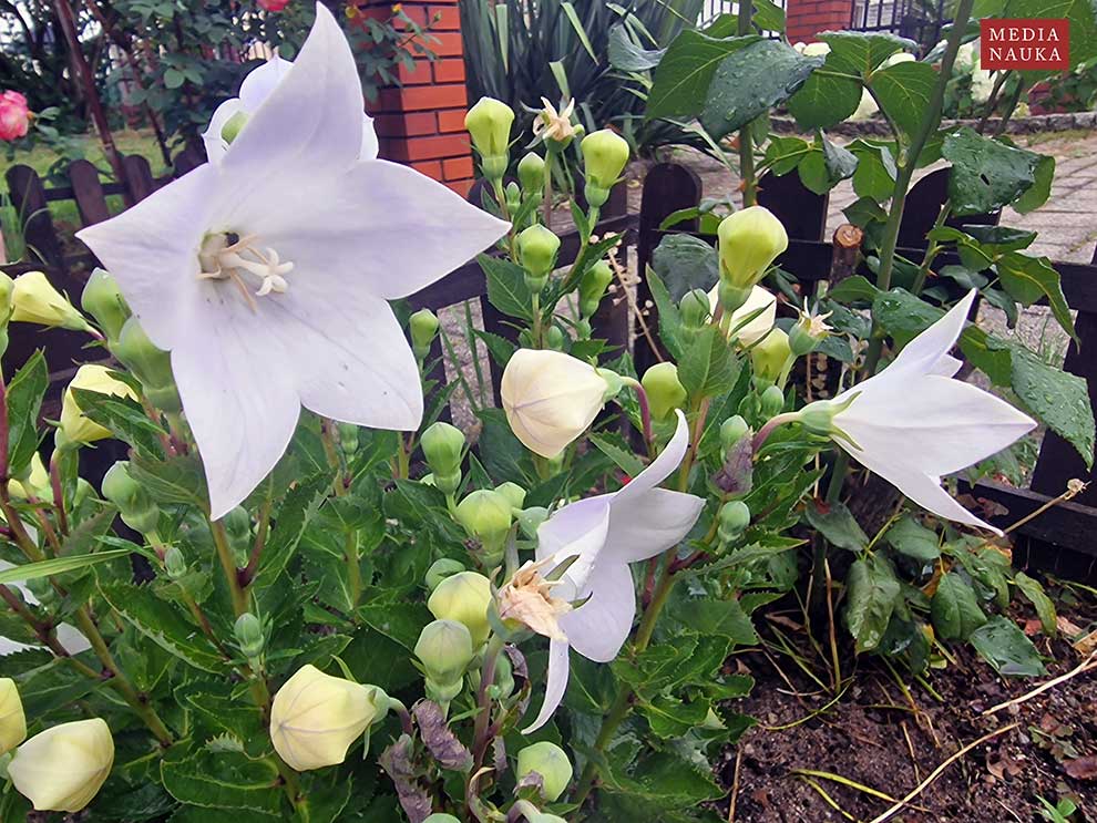 rozwar wielkokwiatowy (Platycodon grandiflorus)