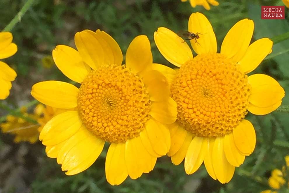 rumian żółty (Anthemis tinctoria)