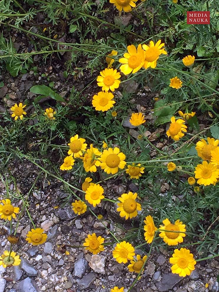 rumian żółty (Anthemis tinctoria)