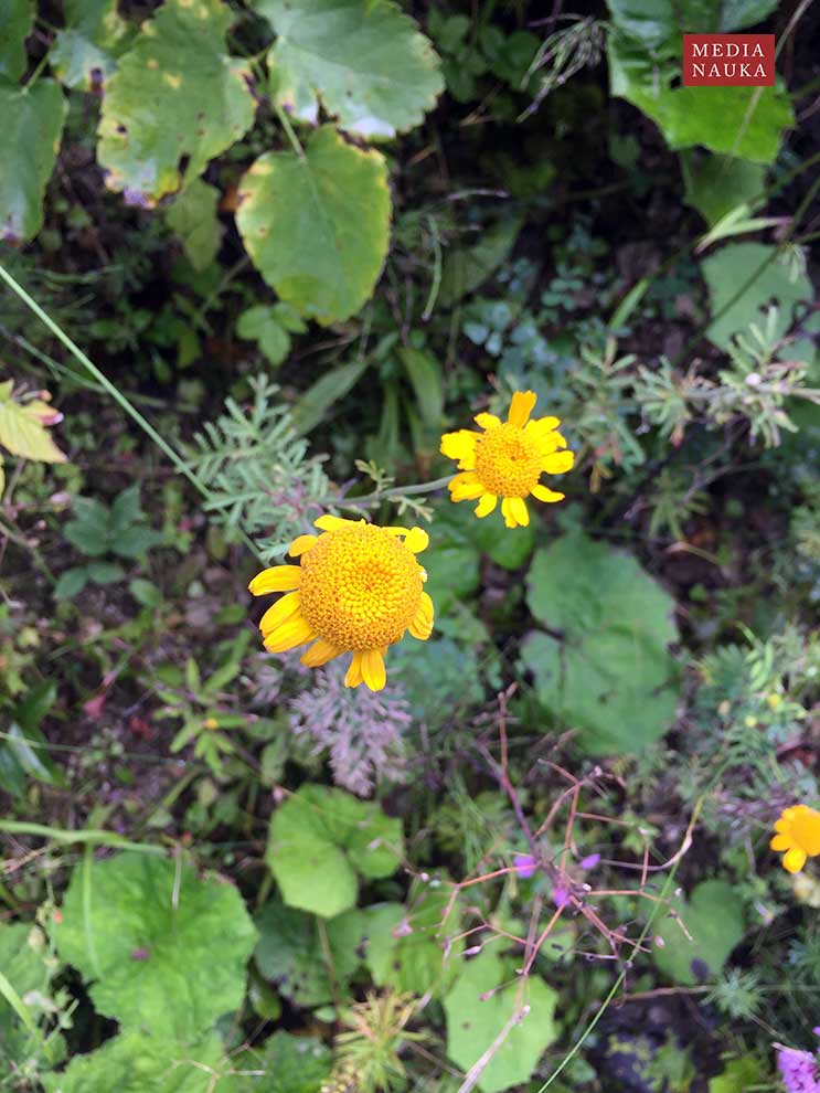 rumian żółty (Anthemis tinctoria)