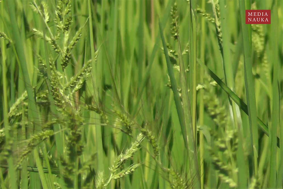 ryż siewny (Oryza sativa)