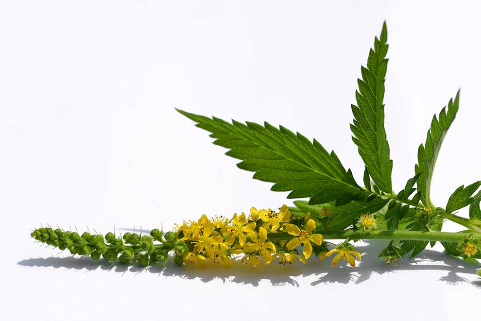 rzepik pospolity (Agrimonia eupatoria)