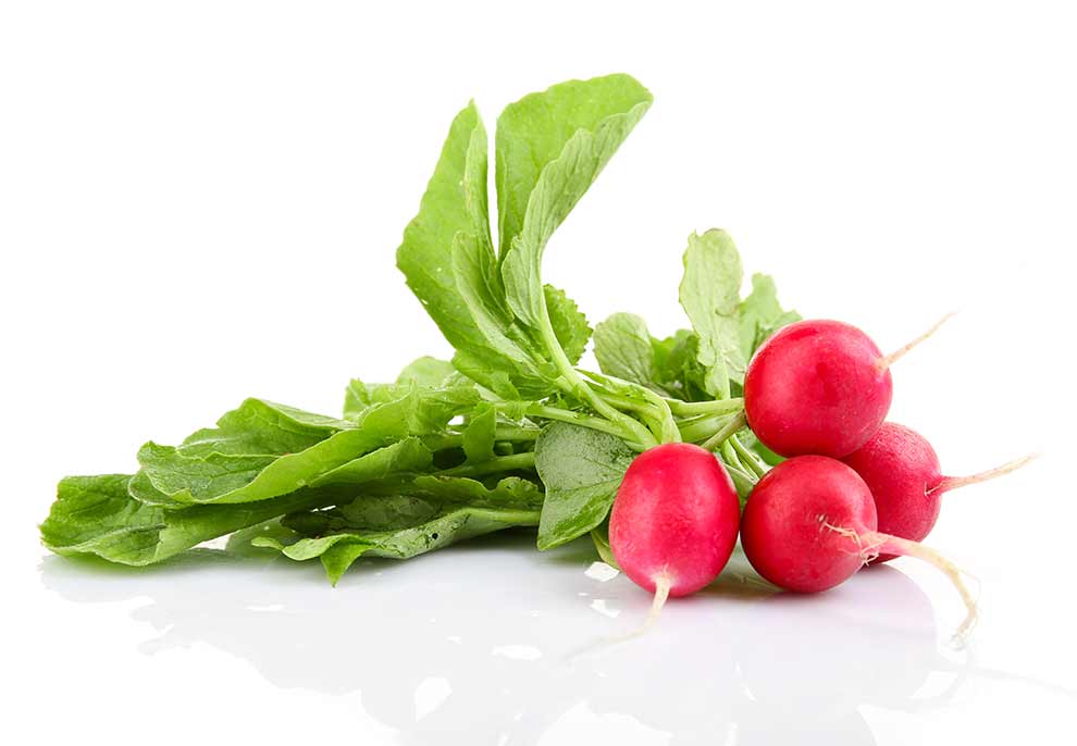 rzodkiewka (Raphanus sativus var. sativus)