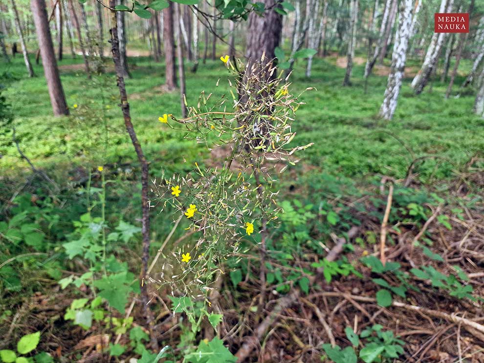 sałatnik leśny (Mycelis muralis)