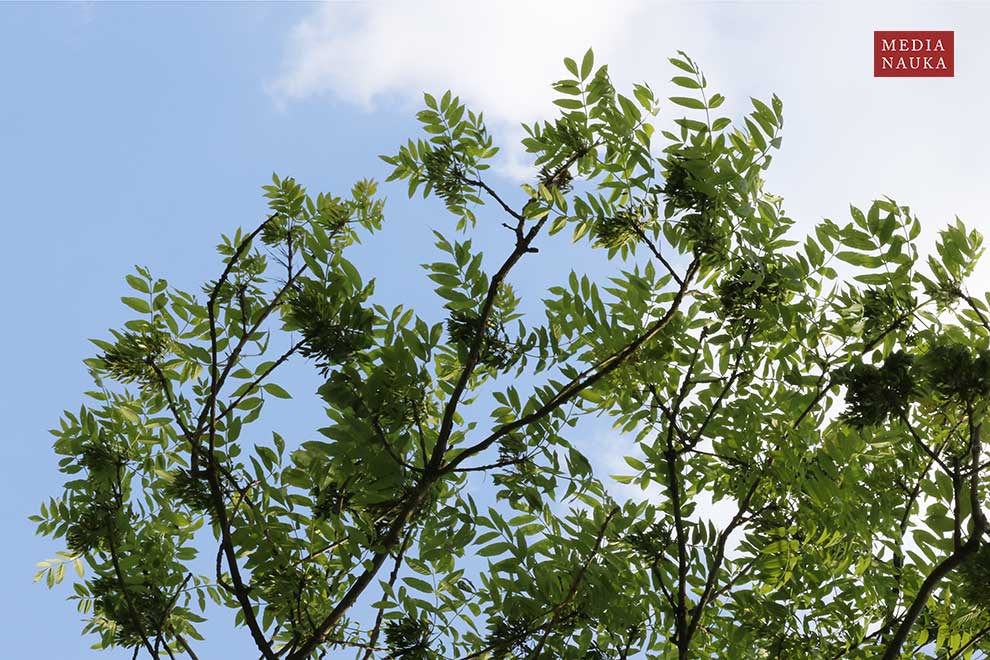 jesion wyniosły (Fraxinus excelsior)