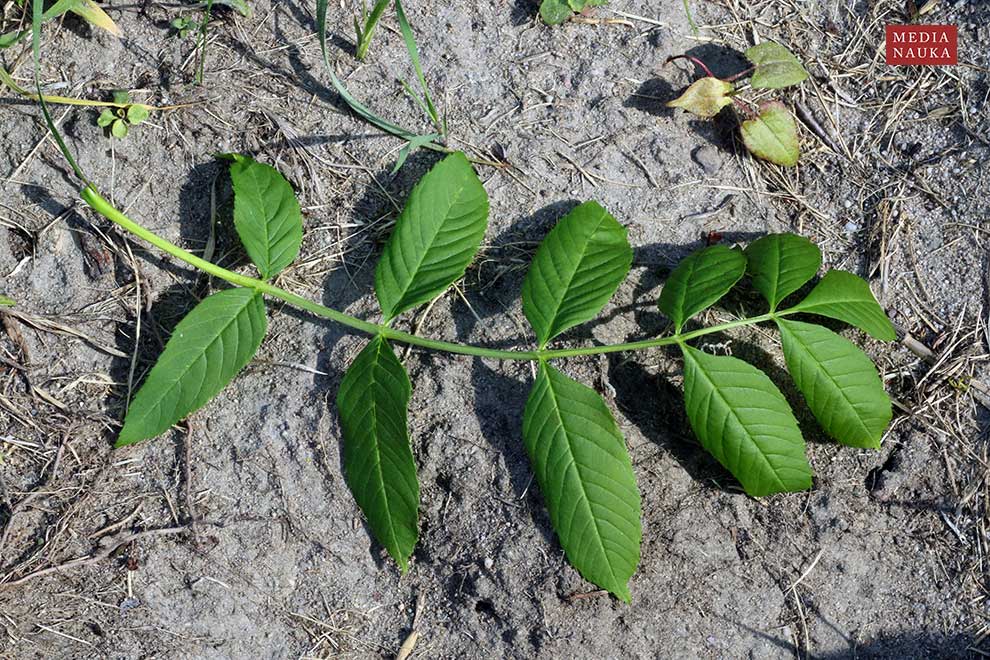 jesion wyniosły (Fraxinus excelsior)