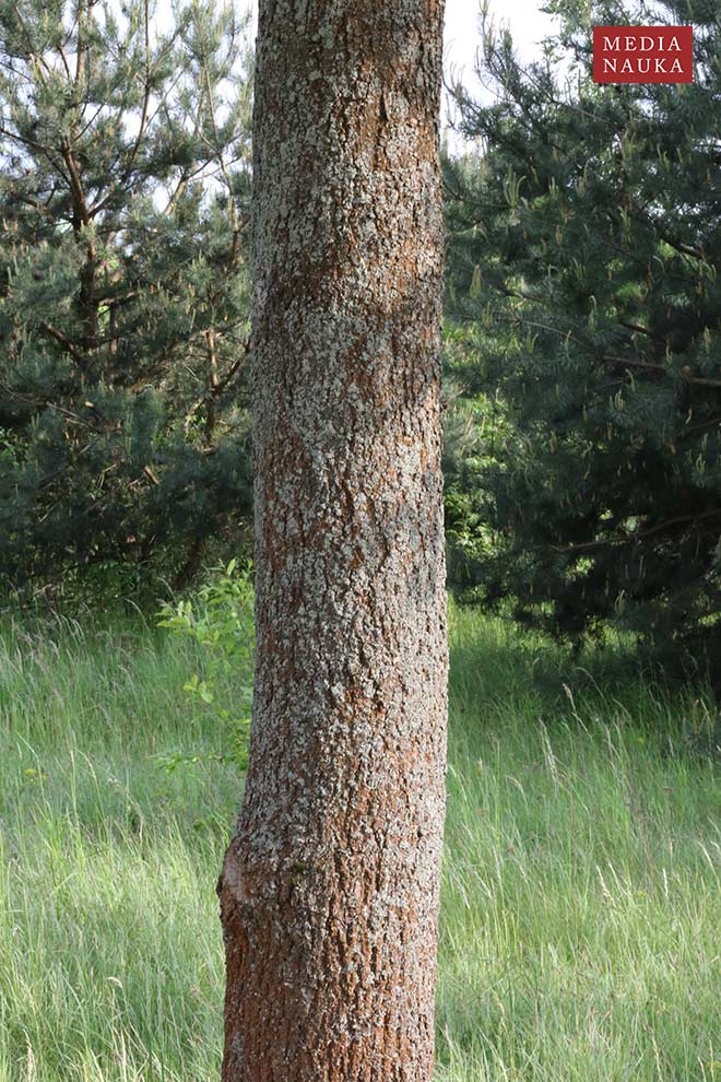 jesion wyniosły (Fraxinus excelsior)