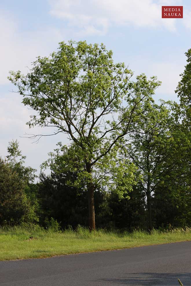 jesion wyniosły (Fraxinus excelsior)