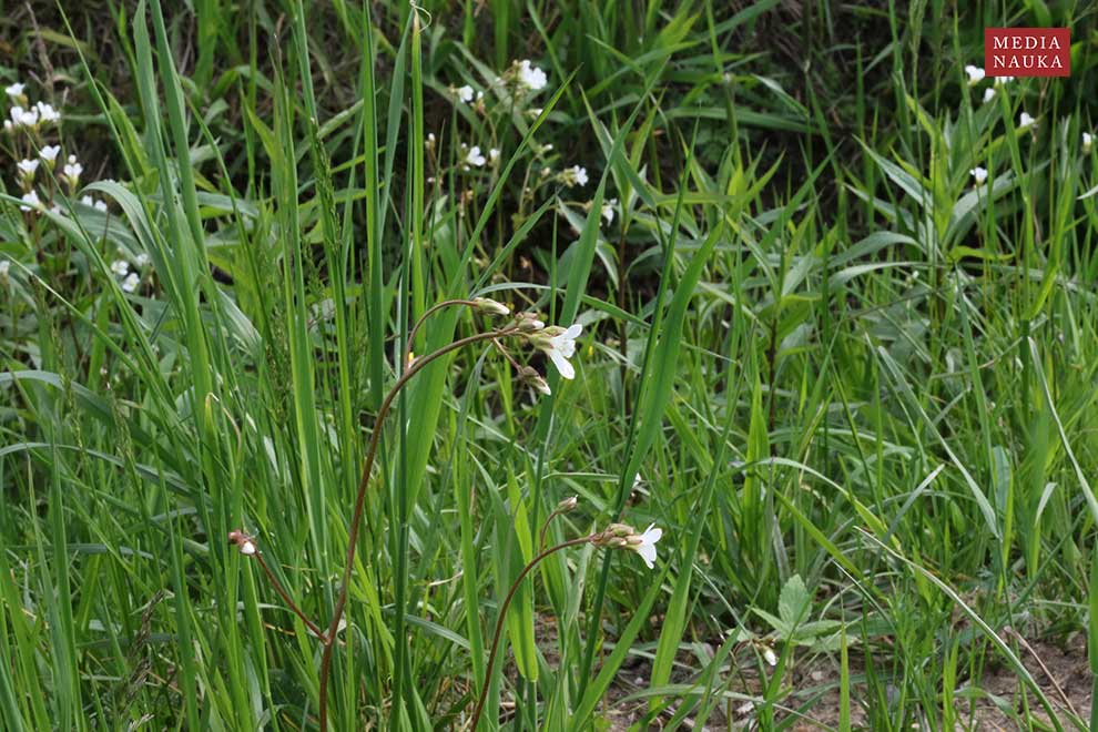 skalnica ziarenkowata (Saxifraga granulata)