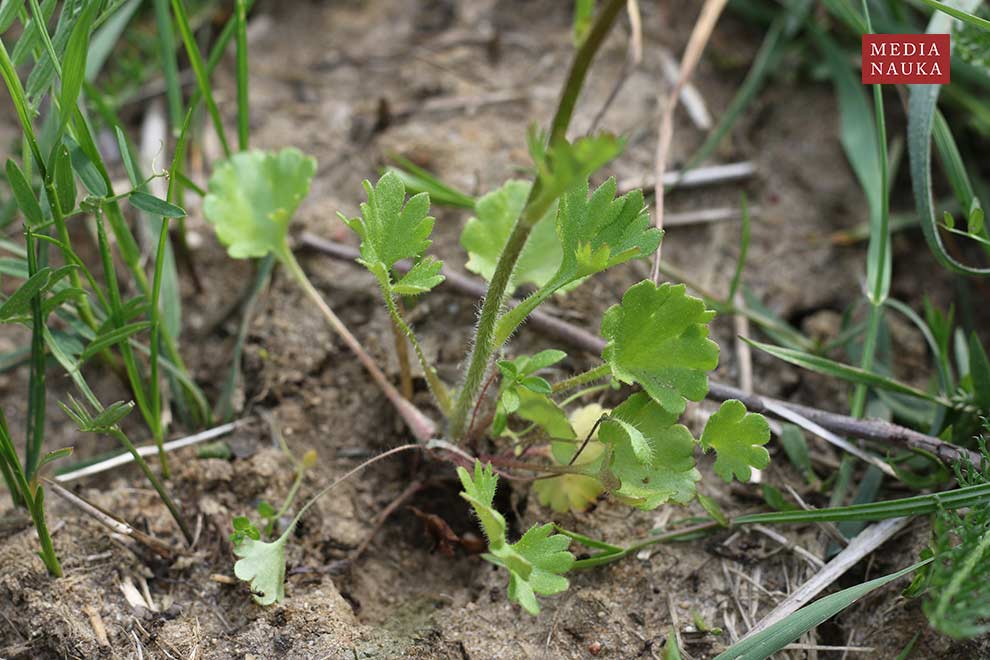 skalnica ziarenkowata (Saxifraga granulata)