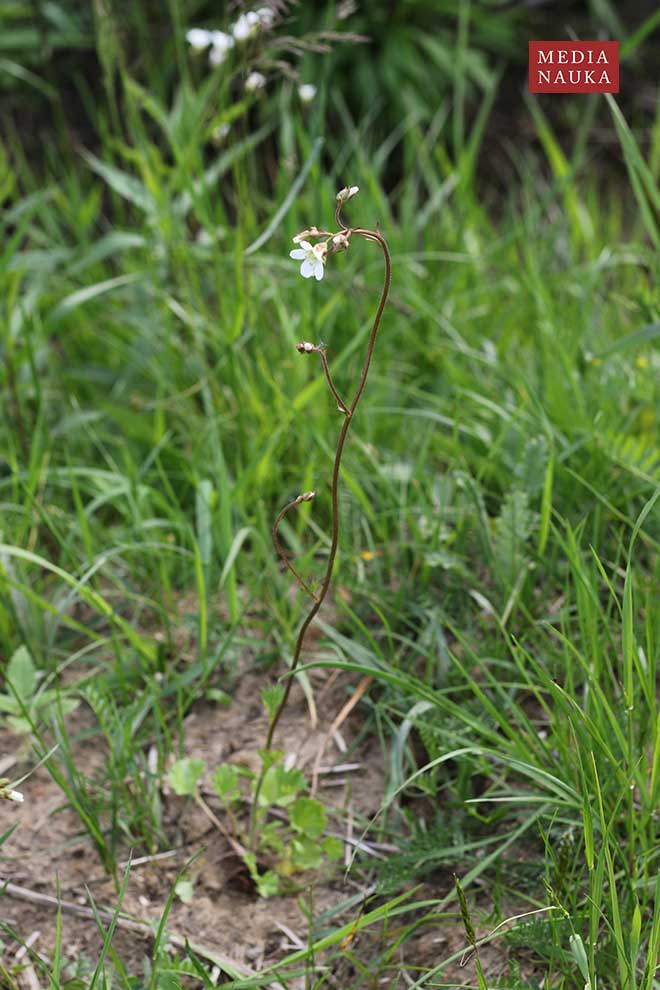 skalnica ziarenkowata (Saxifraga granulata)