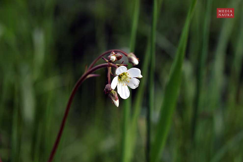 skalnica ziarenkowata (Saxifraga granulata)