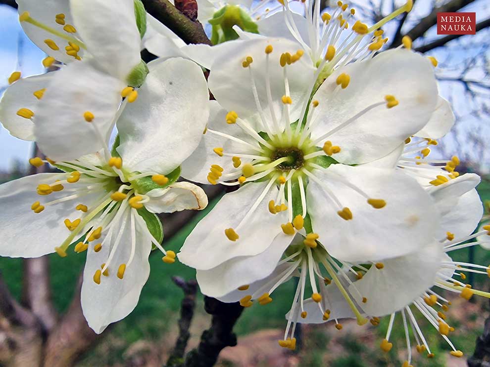 śliwa domowa, węgierka