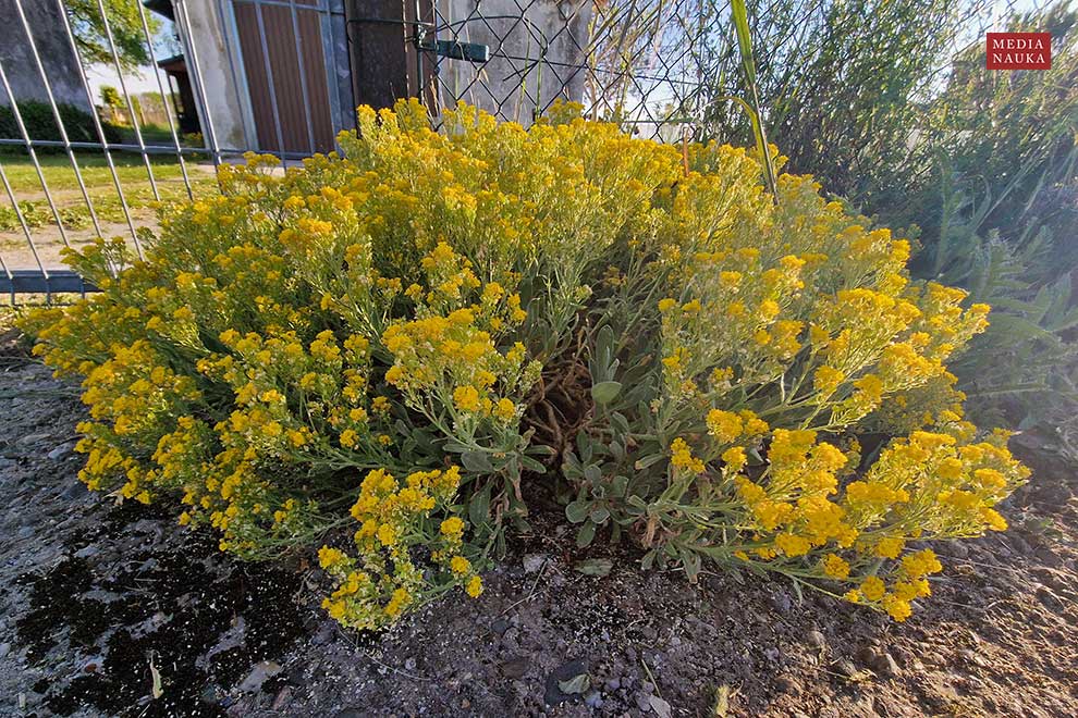 smagliczka Arduina, smagliczka skalna (Alyssum saxatile)