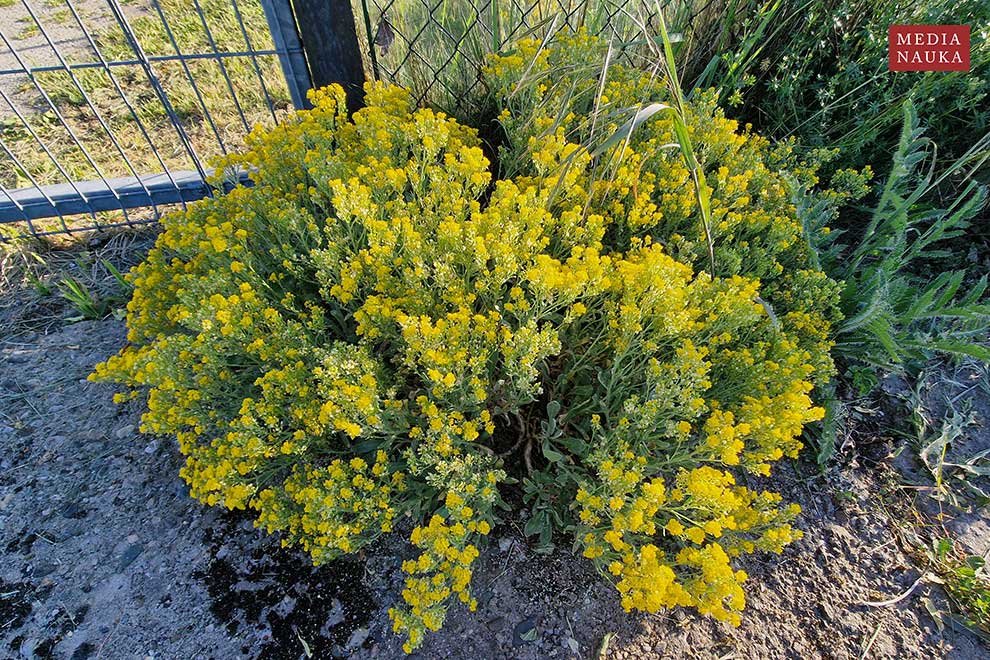 smagliczka Arduina, smagliczka skalna (Alyssum saxatile)