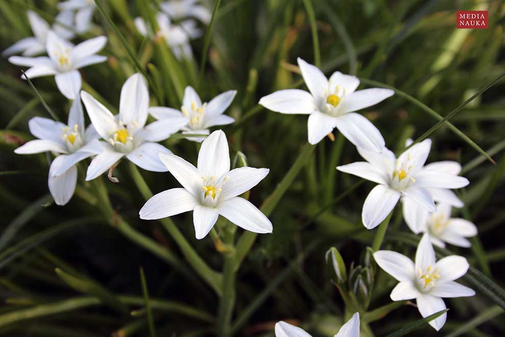 śniedek baldaszkowy (Ornithogalum umbellatum)