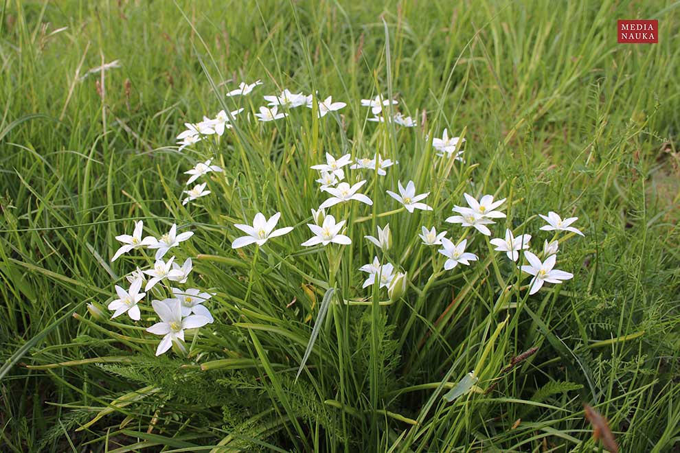 śniedek baldaszkowy (Ornithogalum umbellatum)