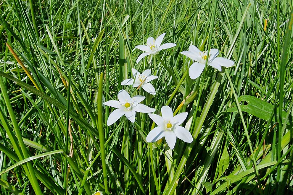 śniedek baldaszkowy (Ornithogalum umbellatum)