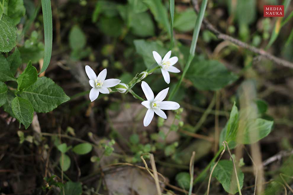 śniedek baldaszkowy (Ornithogalum umbellatum)