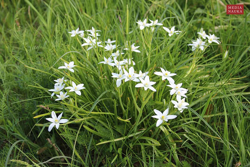 śniedek baldaszkowy (Ornithogalum umbellatum)