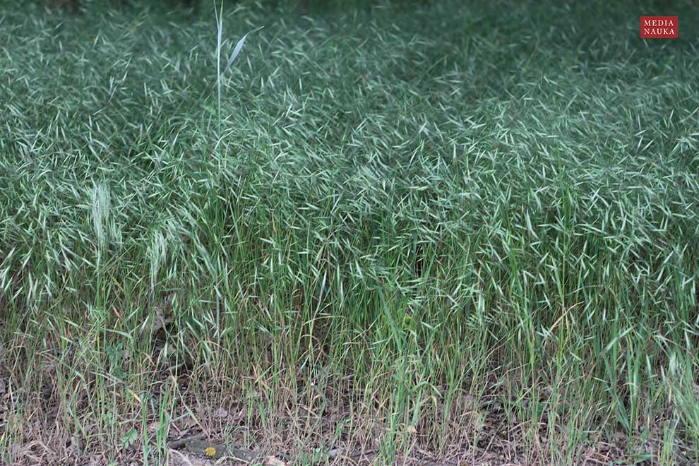 stokłosa płonna (Bromus sterilis)