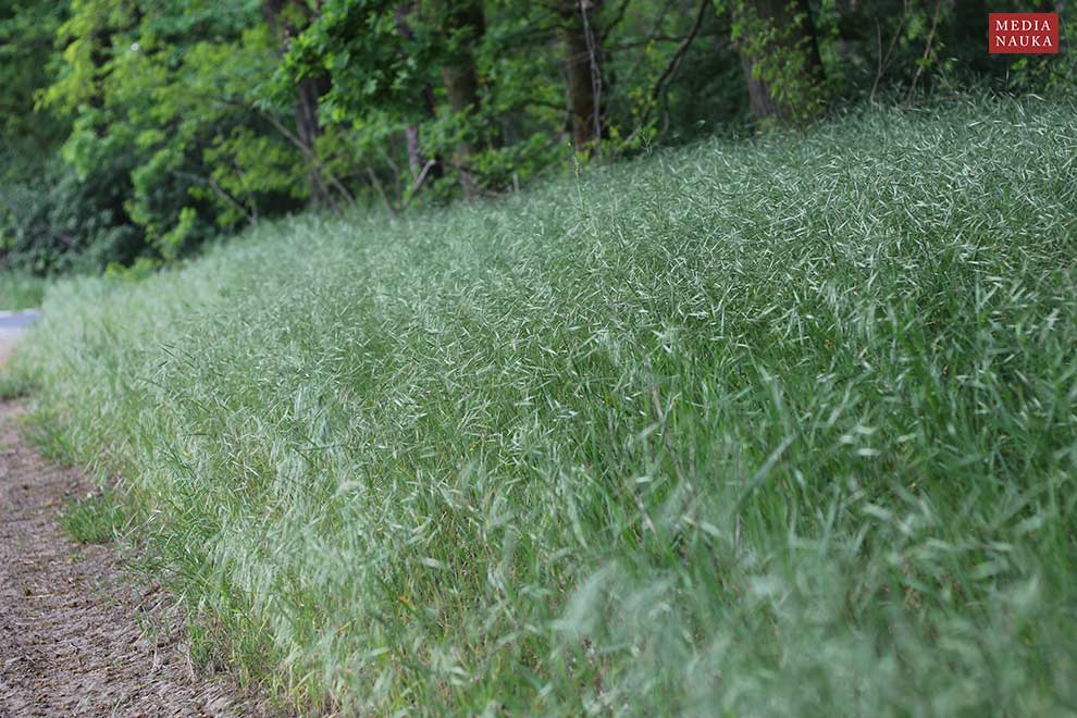 stokłosa płonna (Bromus sterilis)