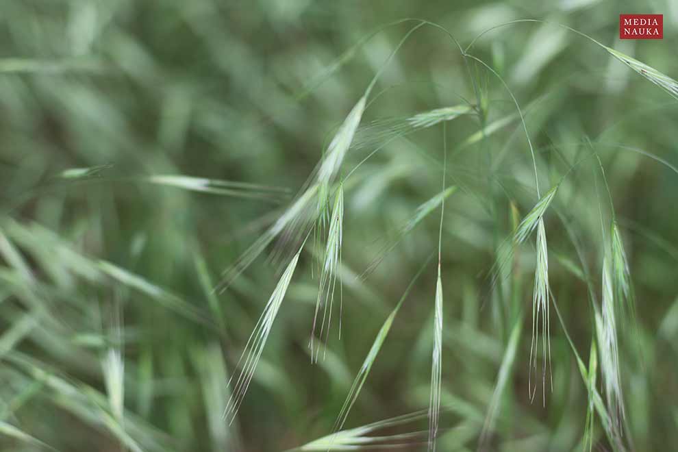 stokłosa płonna (Bromus sterilis)