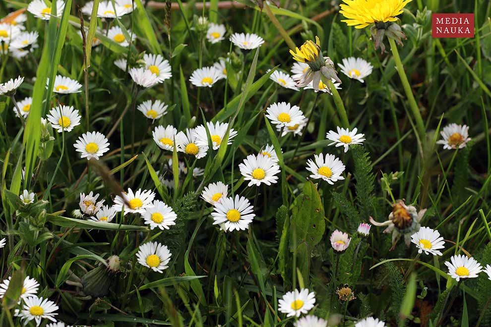 stokrotka pospolita (Bellis perennis)