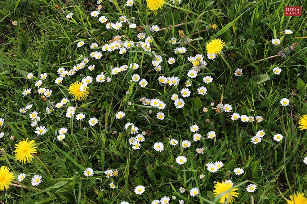 stokrotka pospolita (Bellis perennis)