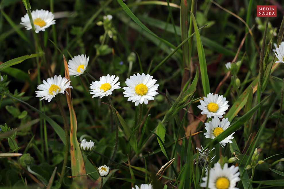 stokrotka pospolita (Bellis perennis)