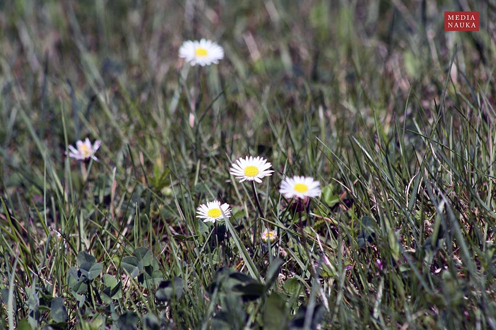 stokrotka pospolita (Bellis perennis)