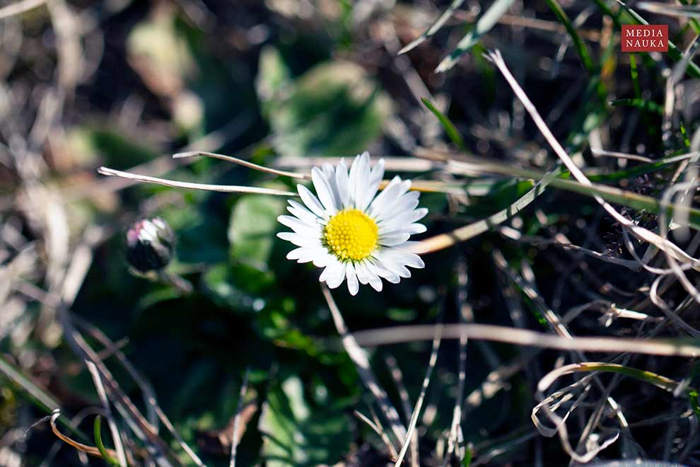 stokrotka pospolita (Bellis perennis)