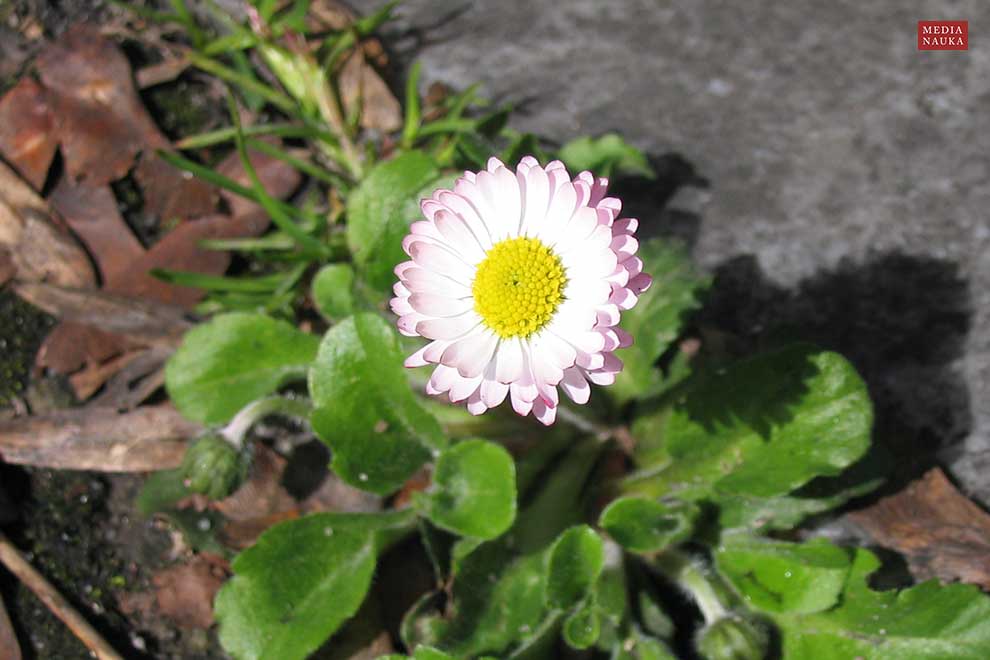 stokrotka pospolita (Bellis perennis)