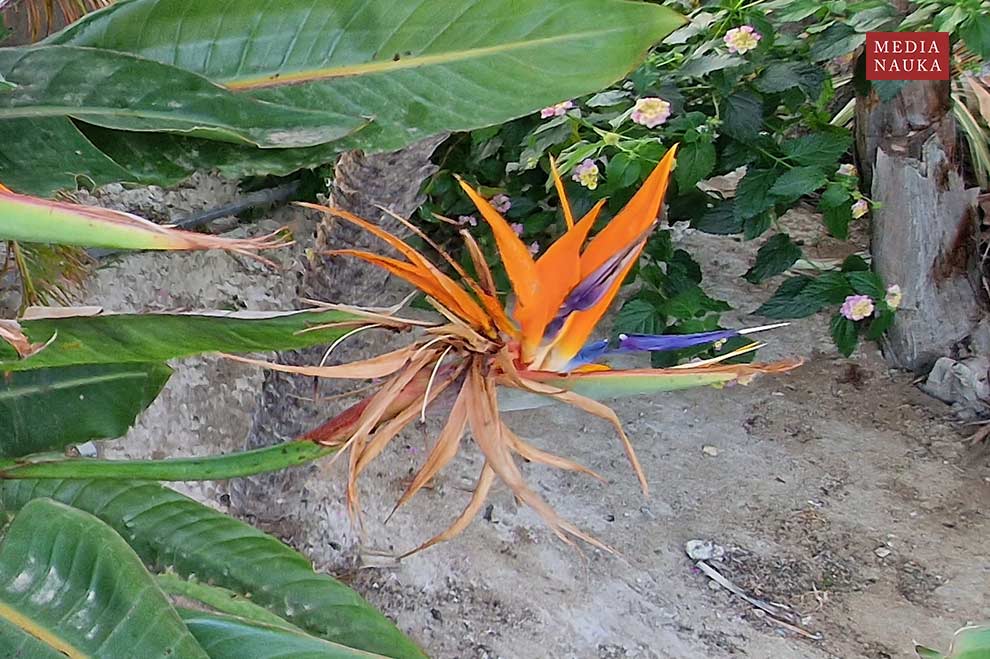 strelicja królewska (Strelitzia reginae)